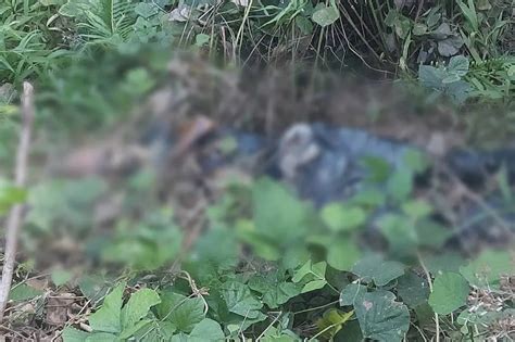 tanay rizal scandal|Lolang halos isang buwang nawawala, natagpuang patay.